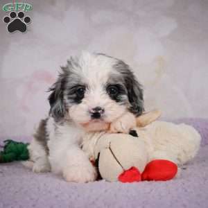 Penny, Cavapoo Puppy