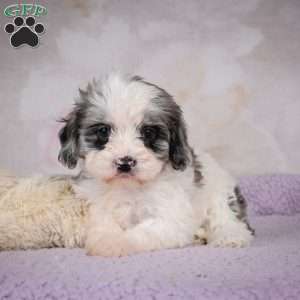 Penny, Cavapoo Puppy