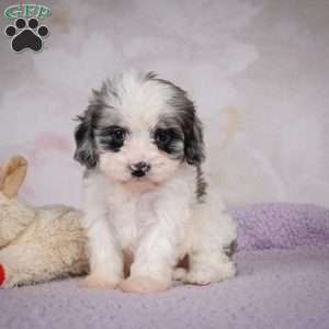 Penny, Cavapoo Puppy