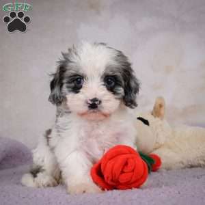 Penny, Cavapoo Puppy