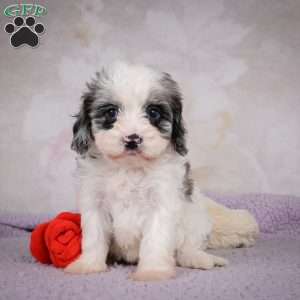 Penny, Cavapoo Puppy