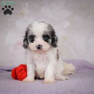 Penny, Cavapoo Puppy