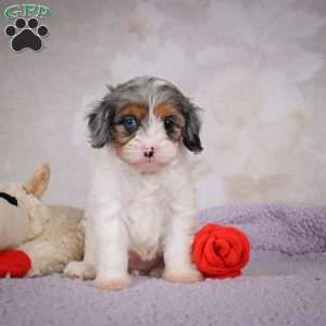 Coco, Cavapoo Puppy