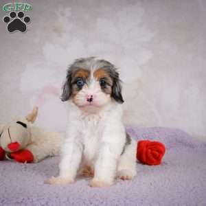 Coco, Cavapoo Puppy