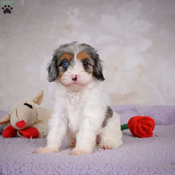 Coco, Cavapoo Puppy