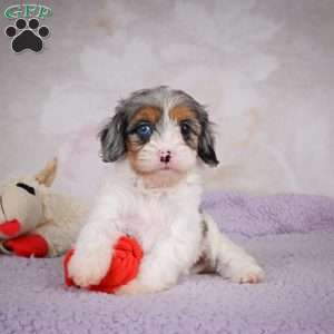 Coco, Cavapoo Puppy