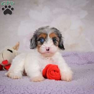 Coco, Cavapoo Puppy