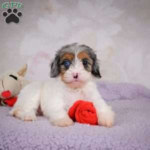 Coco, Cavapoo Puppy