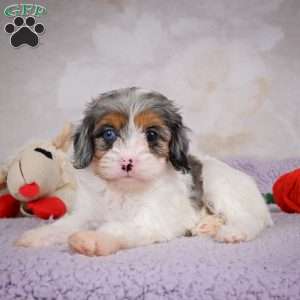 Coco, Cavapoo Puppy