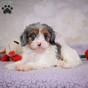 Coco, Cavapoo Puppy