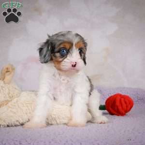 Coco, Cavapoo Puppy