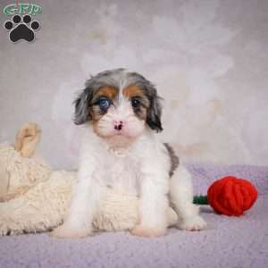 Coco, Cavapoo Puppy