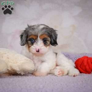 Coco, Cavapoo Puppy