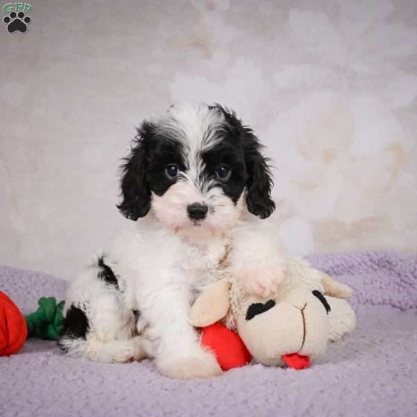 casey, Cavapoo Puppy