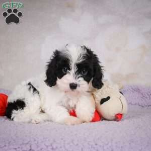 casey, Cavapoo Puppy