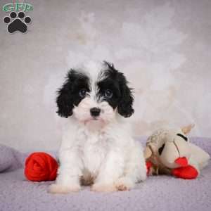 casey, Cavapoo Puppy