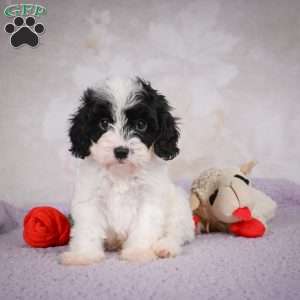 casey, Cavapoo Puppy