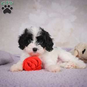 casey, Cavapoo Puppy