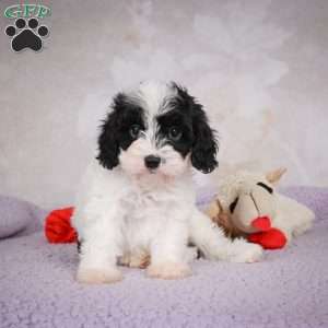 casey, Cavapoo Puppy