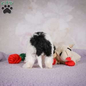 casey, Cavapoo Puppy