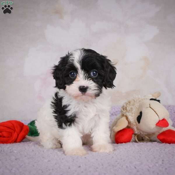 Luna, Cavapoo Puppy