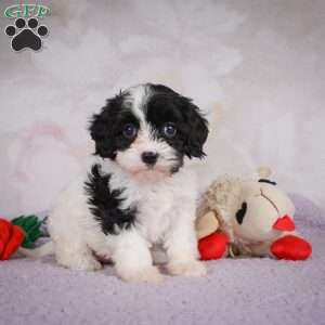Luna, Cavapoo Puppy