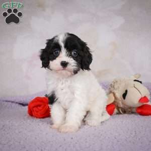 Luna, Cavapoo Puppy