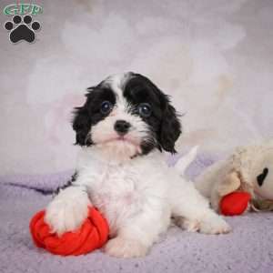 Luna, Cavapoo Puppy