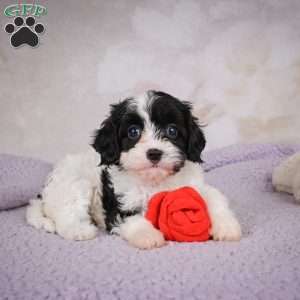 Luna, Cavapoo Puppy