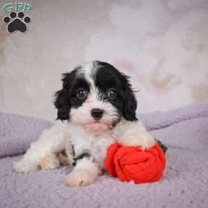 Luna, Cavapoo Puppy