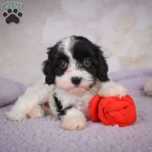 Luna, Cavapoo Puppy