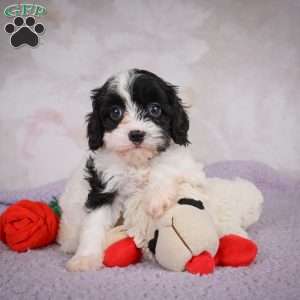 Luna, Cavapoo Puppy