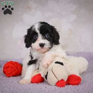 Luna, Cavapoo Puppy