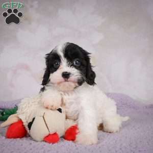 Luna, Cavapoo Puppy
