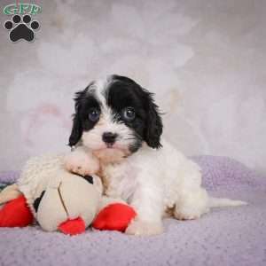Luna, Cavapoo Puppy