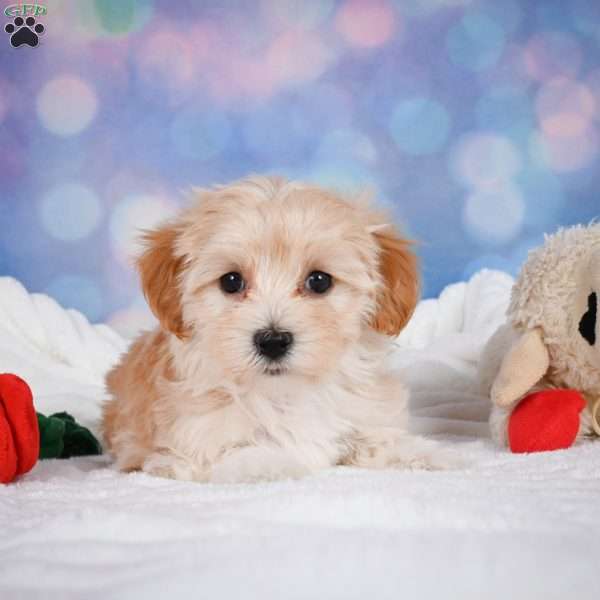 Lady, Maltipoo Puppy