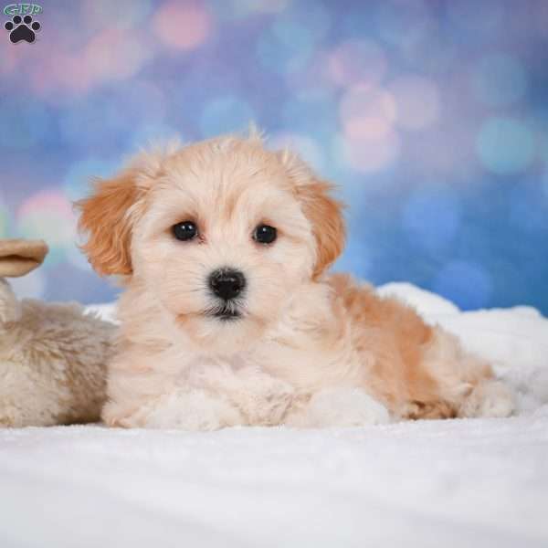 Maggie, Maltipoo Puppy