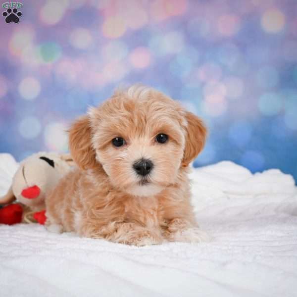 Nova, Maltipoo Puppy