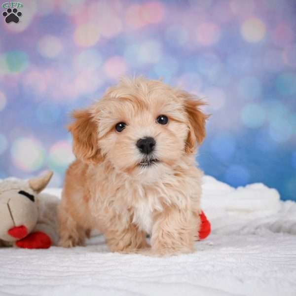 Ginger, Maltipoo Puppy