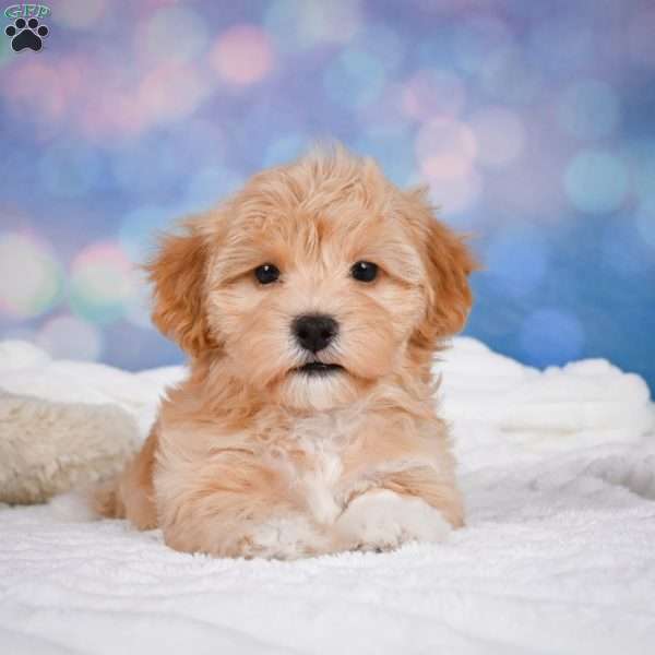 Riley, Maltipoo Puppy