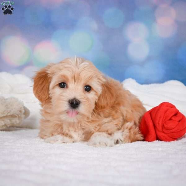 Callie, Maltipoo Puppy
