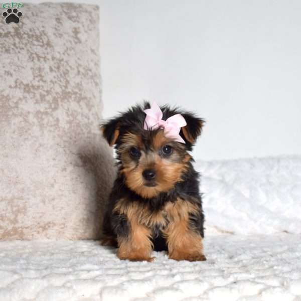 Daffodil, Yorkie Puppy