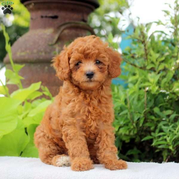 Daffodil, Toy Poodle Puppy