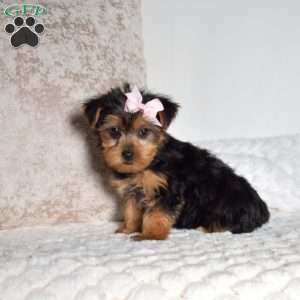 Daffodil, Yorkie Puppy