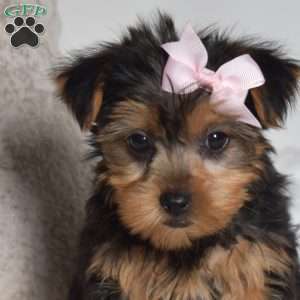 Daffodil, Yorkie Puppy