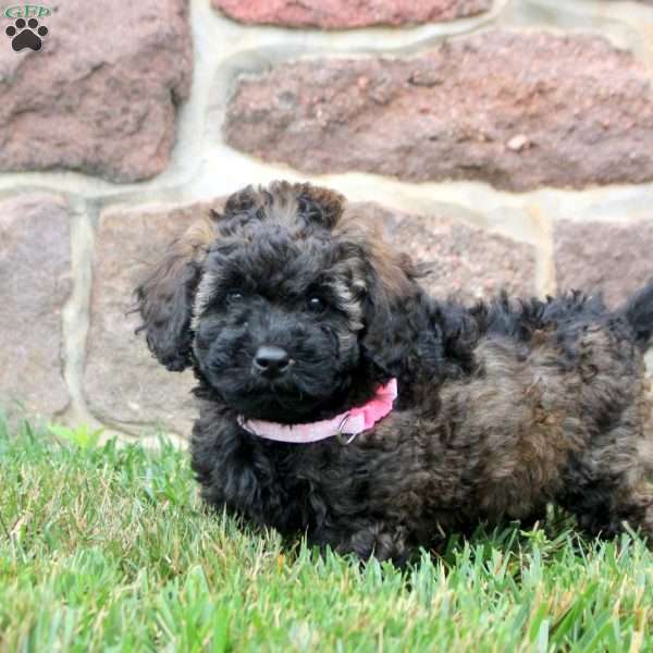 Dahlia, Havapoo Puppy