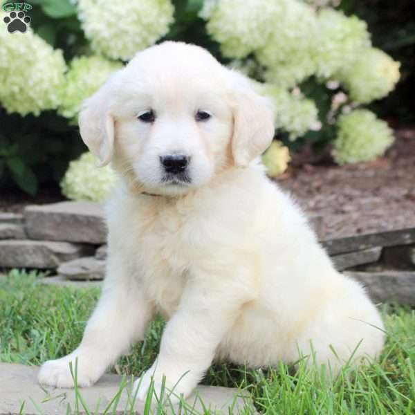 Dahlia, English Cream Golden Retriever Puppy