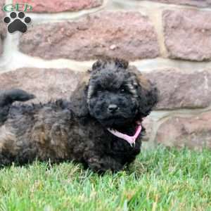 Dahlia, Havapoo Puppy