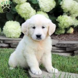 Dahlia, English Cream Golden Retriever Puppy