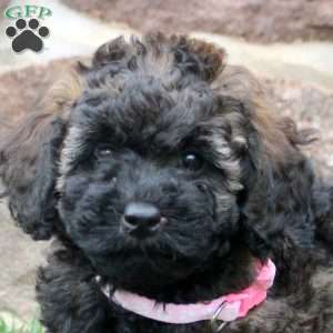 Dahlia, Havapoo Puppy